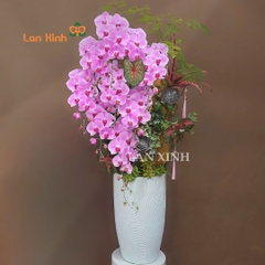 Lan hồ điệp hồng 9 cành ghép nghệ thuật - HD650