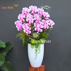 Lan hồ điệp màu hồng nhạt 12 cành cắm kiểu