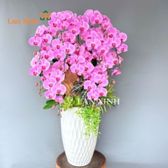 Lan hồ điệp hồng anna nghệ thuật tặng sinh nhật