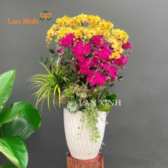 Lan hồ điệp vàng tím 20 cành