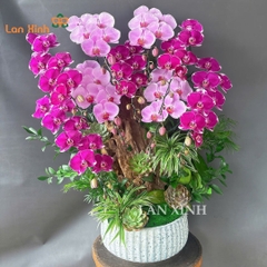 Chậu lan hồ điệp tím hồng tiểu cảnh - HD649