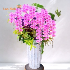 Lan hồ điệp hồng Anna ghép lũa nghệ thuật
