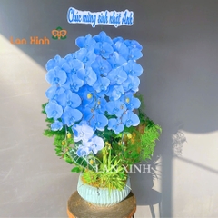 Lan hồ điệp xanh dương chúc mừng sinh nhật sếp - HD641