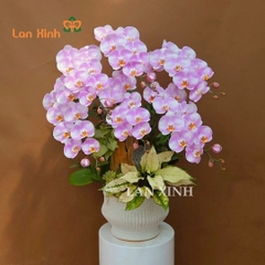 Lan hồ điệp hồng phấn 6 cành - HD646