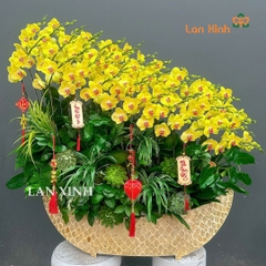 lan hồ điệp vàng; hoa lan hồ điệp vàng; hoa lan vàng; lan vàng; hoa phong lan vàng; chậu lan hồ điệp vàng; hồ điệp vàng; lan hồ điệp vàng tặng sinh nhật