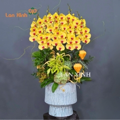 Lan hồ điệp vàng 12 cành quà tặng khai trương