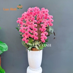 Lan hồ điệp màu cam đỏ mix gỗ lũa - HD624