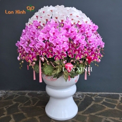 Lan hồ điệp 60 cành xoay tròn - HD628