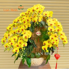 Lan hồ điệp vàng bơ ghép nghệ thuật