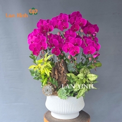 Lan hồ điệp tím sen đá gỗ lũa - Điểm nhấn nghệ thuật cho không gian