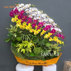 Lan hồ điệp thuyền gỗ trắng tím vàng