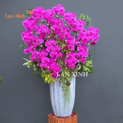 Lan hồ điệp tím ghép lũa cao cấp