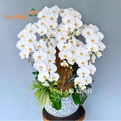 Lan hồ điệp màu trắng 7 cành tặng khai trương