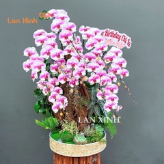 Lan hồ điệp màu trắng hồng ghép tiểu cảnh - HD620