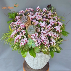 lan hồ điệp mini; hồ điệp mini; chậu lan hồ điệp mini; hoa lan mini; chậu lan mini; chậu lan mini để bàn; hoa lan hồ điệp mini; lan hồ điệp mini vàng