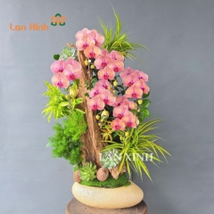 chậu hoa lan hồ điệp cam vàng tài lộc chơi Tết bền đẹp&nbsp;