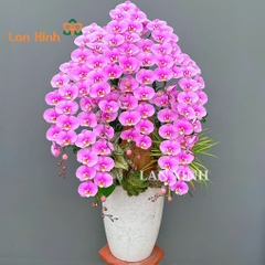 Lan hồ điệp hồng phấn cắm kiểu