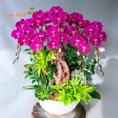 lan hồ điệp tím 8 cành mix gỗ lũa