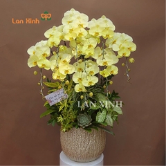 Lan hồ điệp xanh táo 9 cành chúc mừng sinh nhật sếp - HD651
