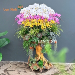 Lan hồ điệp trắng vàng hồng trên lũa