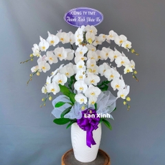 Chậu hoa lan hồ điệp trắng 9 cành chia buồn