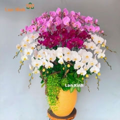 Chậu hoa lan hồ điệp 3 màu trắng tím hồng - HD308