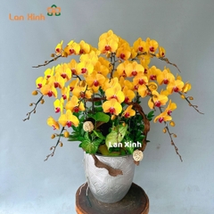 Chậu hoa lan hồ điệp màu vàng 10 cành