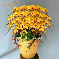 Chậu hoa lan hồ điệp màu vàng lưỡi đỏ 25 cành