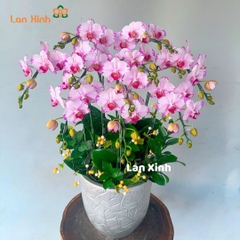 Chậu hoa lan hồ điệp mini hồng 5 cây 2 vòi - HD331