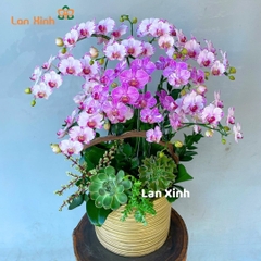 Chậu hoa lan hồ điệp mini mix màu - HD352