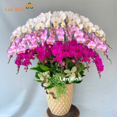 Chậu hoa lan hồ điệp mix 3 màu trắng hồng tím - HD297
