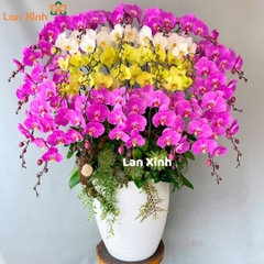 Chậu hoa lan hồ điệp mix 3 màu trắng hồng vàng - HD334