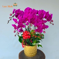 Chậu hoa lan hồ điệp tím 5 cành - HD385