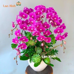 Chậu hoa lan hồ điệp tím 7 cành