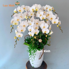 Chậu hoa lan hồ điệp trắng 10 cành