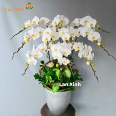 Chậu hoa lan hồ điệp trắng 10 cành - HD336
