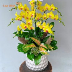 Chậu hoa lan hồ điệp vàng 8 cành - HD335