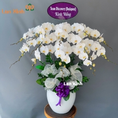 Chậu hoa lan hồ điệp màu trắng 12 cành chia buồn - HD212