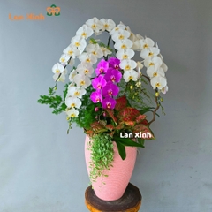 Chậu lan hồ điệp trắng tím 5 cành VIP