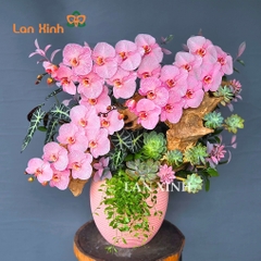 Chậu hoa lan hồ điệp hồng nhuộm