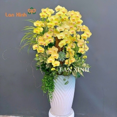 Lan hồ điệp xanh táo cao cấp tặng khai trương