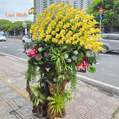 Lan hồ điệp vàng kim ghép gỗ lũa