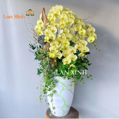 Chậu hoa lan hồ điệp xanh 10 cành