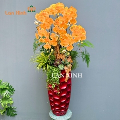 Lan hồ điệp cam nhuộm màu cao cấp - HD606