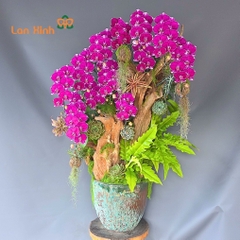 Lan hồ điệp tím đột biến ghép kiểu - HD602