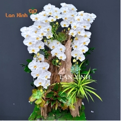 Lan hồ điệp trắng trên gỗ lũa