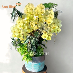 Lan hồ điệp xanh bơ ghép lũa nghệ thuật - HD642