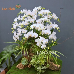 Lan hồ điệp mini trắng ghép lũa - HD597