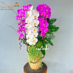 Lan hồ điệp hồng bản đồ trắng VIP - HD500