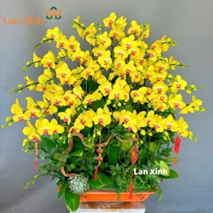 Lan hồ điệp vàng bonsai 30 cành - HD191